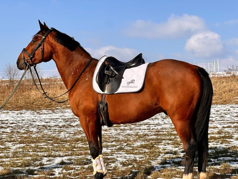 Otras razas Mestizo Caballo castrado 14 años 162 cm Castaño in Leipzig