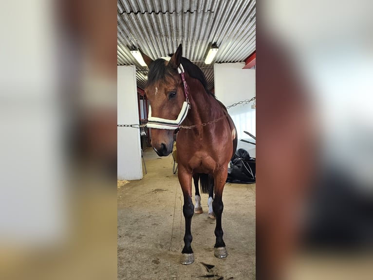 Otras razas Mestizo Caballo castrado 14 años 162 cm Castaño in Leipzig