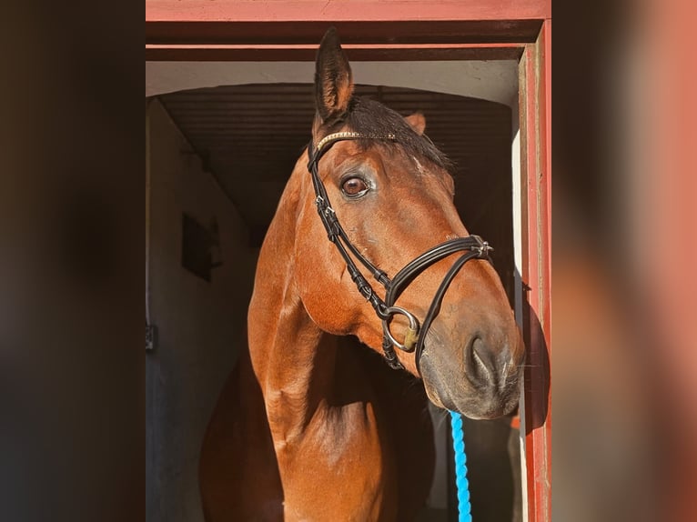 Otras razas Mestizo Caballo castrado 14 años 162 cm Castaño in Leipzig