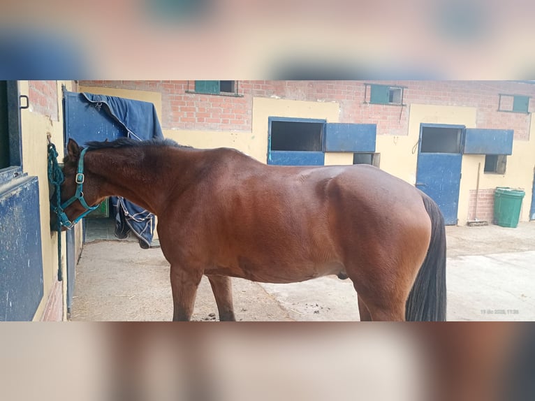 Otras razas Mestizo Caballo castrado 14 años 162 cm Castaño in Madrid