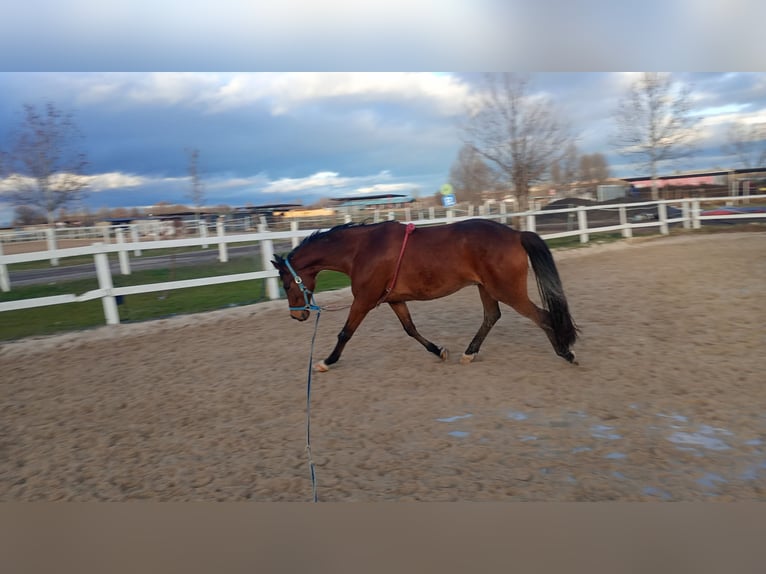 Otras razas Mestizo Caballo castrado 14 años 162 cm Castaño in Madrid