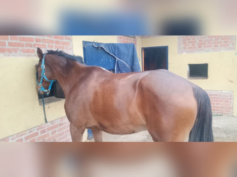 Otras razas Mestizo Caballo castrado 14 años 162 cm Castaño in Madrid