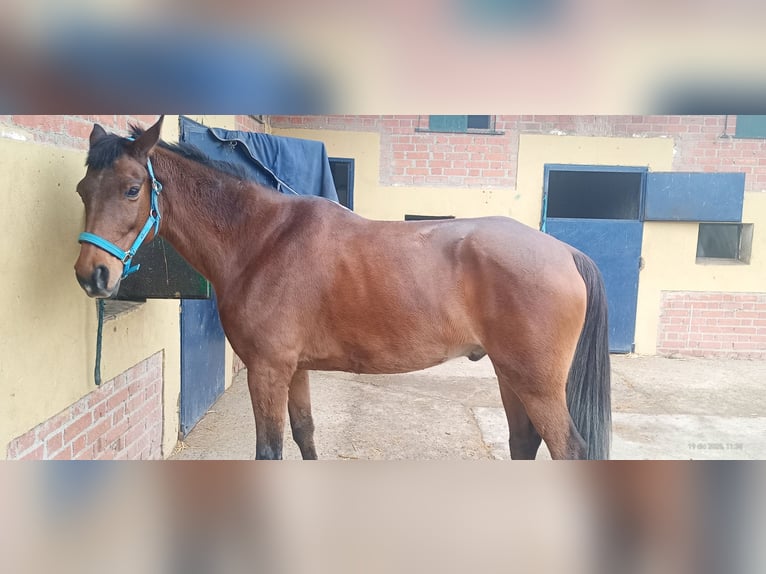 Otras razas Mestizo Caballo castrado 14 años 162 cm Castaño in Madrid