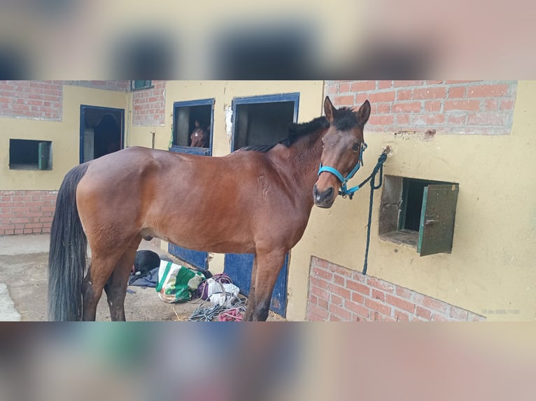 Otras razas Mestizo Caballo castrado 14 años 162 cm Castaño in Madrid