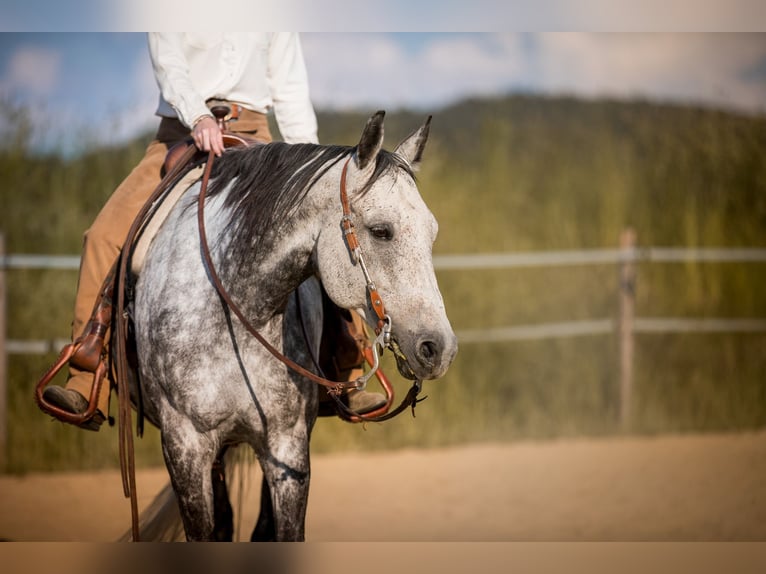 Otras razas Mestizo Caballo castrado 14 años 162 cm Porcelana in Helpfau-Uttendorf