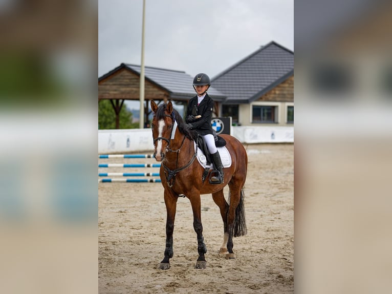 Otras razas Caballo castrado 14 años 166 cm Castaño in &#x141;azy