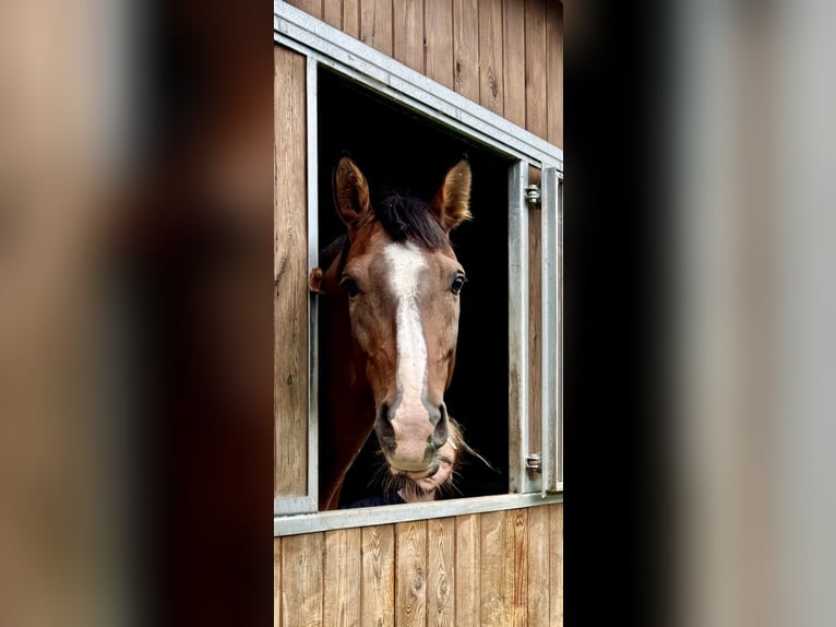 Otras razas Caballo castrado 14 años 166 cm Castaño in &#x141;azy