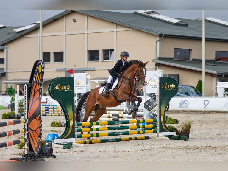 Otras razas Caballo castrado 14 años 166 cm Castaño in &#x141;azy