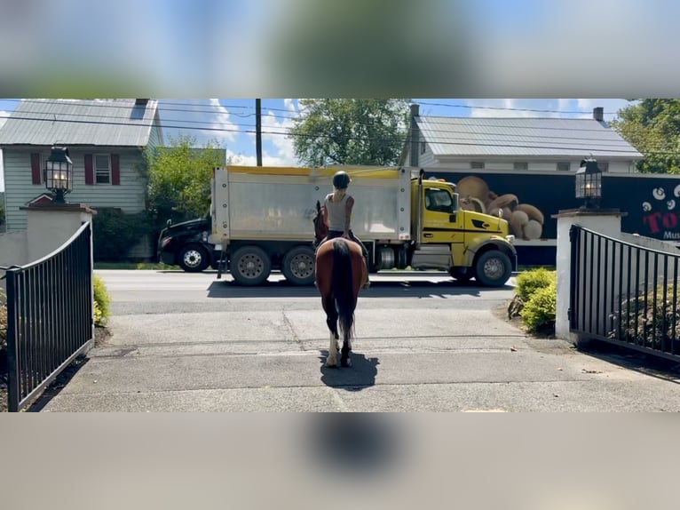 Otras razas Caballo castrado 14 años Castaño rojizo in Gap