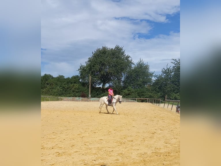 Otras razas Caballo castrado 15 años 120 cm Tordo in Melsungen