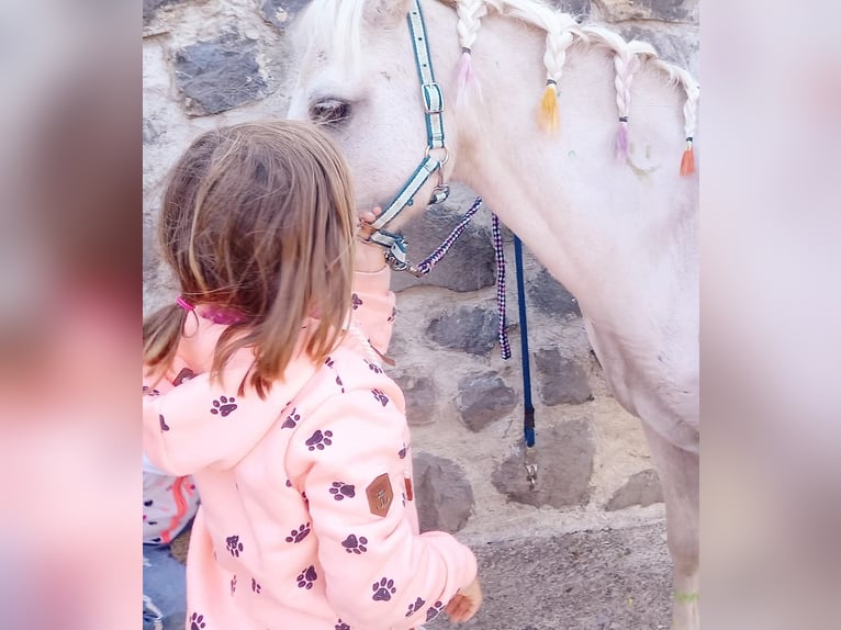 Otras razas Caballo castrado 15 años 120 cm Tordo in Melsungen