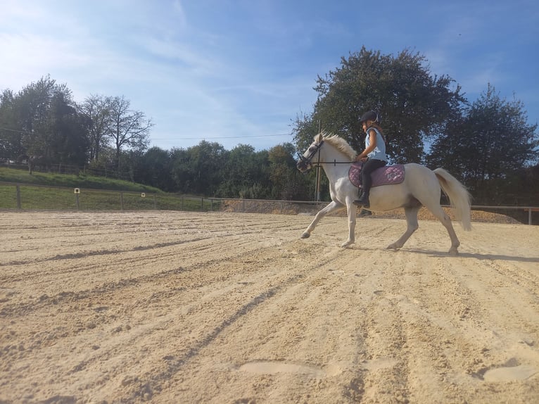 Otras razas Caballo castrado 15 años 120 cm Tordo in Melsungen