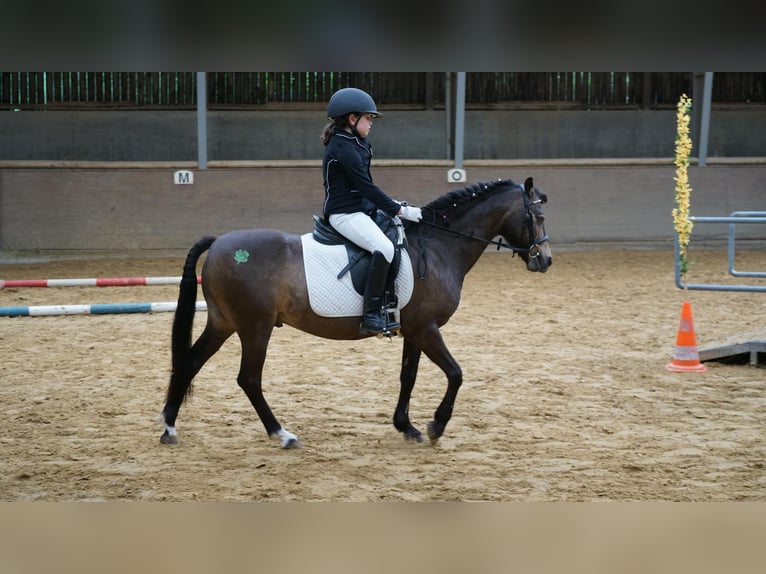 Otras razas Mestizo Caballo castrado 15 años 130 cm Buckskin/Bayo in Köln