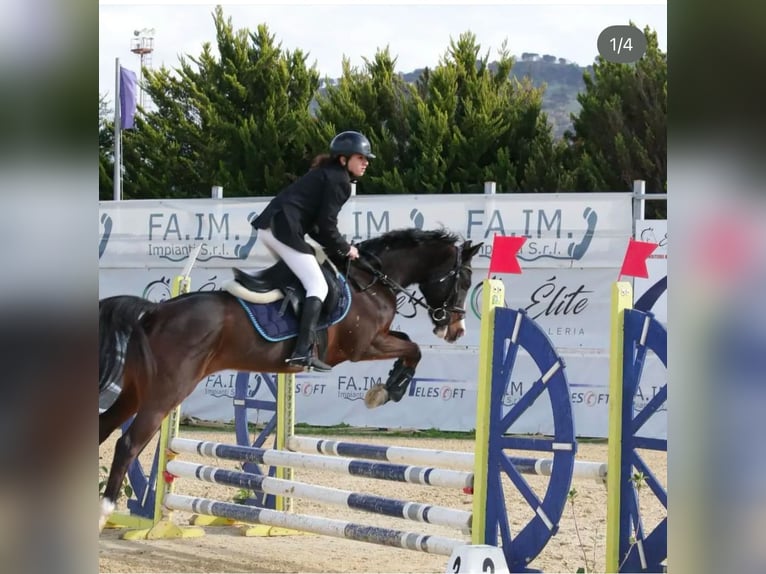 Otras razas Caballo castrado 15 años 144 cm Castaño oscuro in Messina