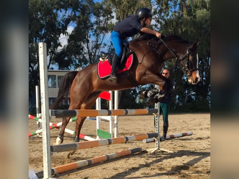 Otras razas Caballo castrado 15 años 144 cm Castaño oscuro in Messina