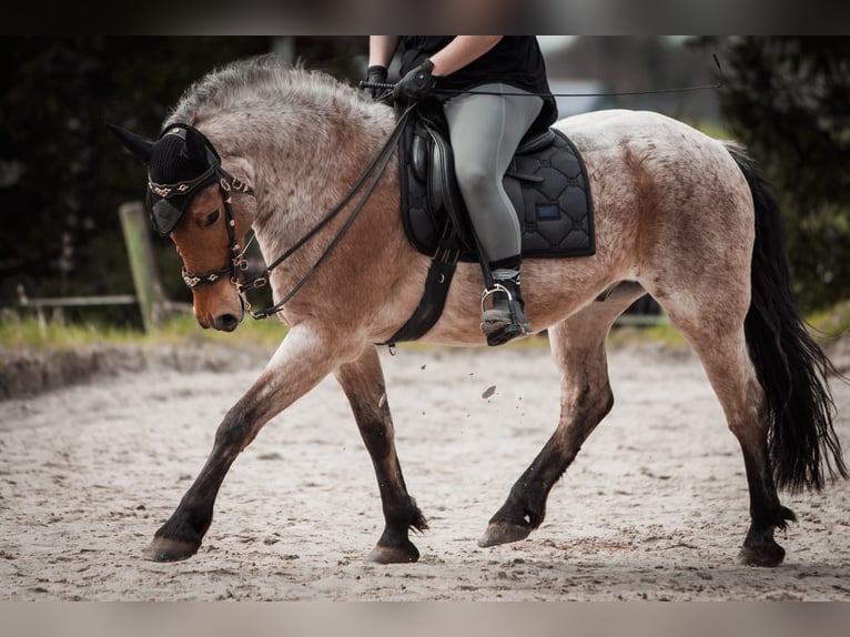 Otras razas Mestizo Caballo castrado 15 años 150 cm Castaño-ruano in Solingen