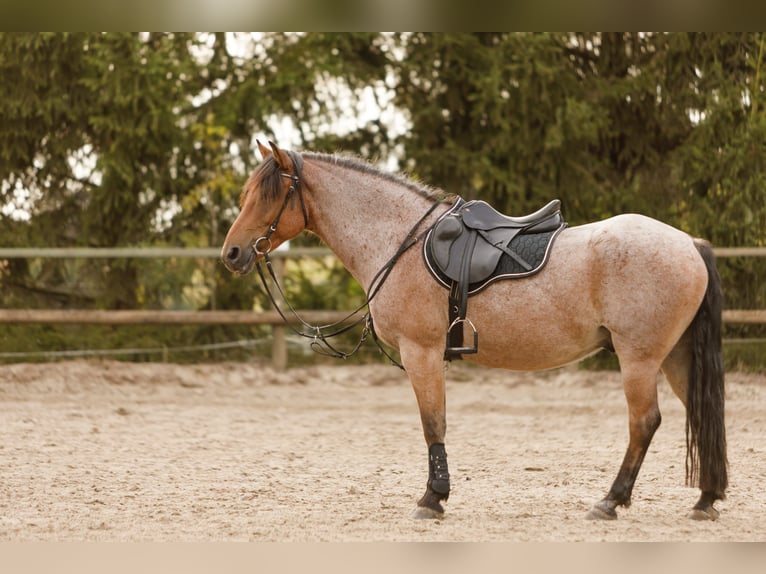Otras razas Mestizo Caballo castrado 15 años 150 cm Castaño-ruano in Solingen