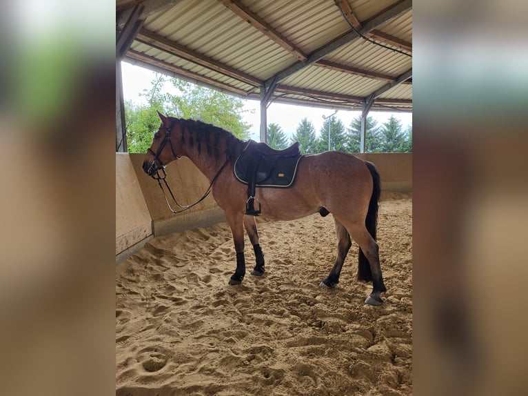 Otras razas Mestizo Caballo castrado 15 años 150 cm Castaño-ruano in Solingen