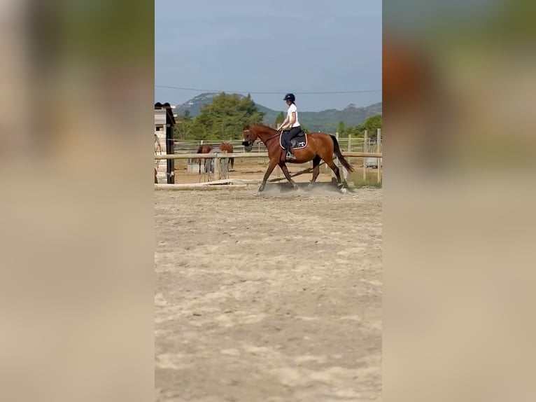 Otras razas Caballo castrado 15 años 155 cm Castaño in Aubagne