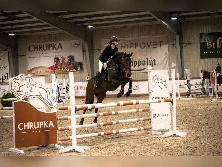 Otras razas Mestizo Caballo castrado 15 años 168 cm Castaño in Zaklików