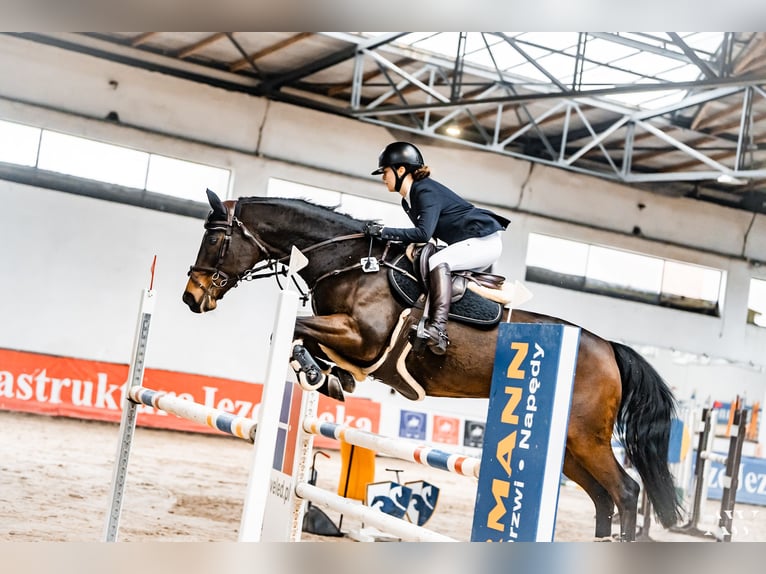 Otras razas Mestizo Caballo castrado 15 años 168 cm Castaño in Zaklików