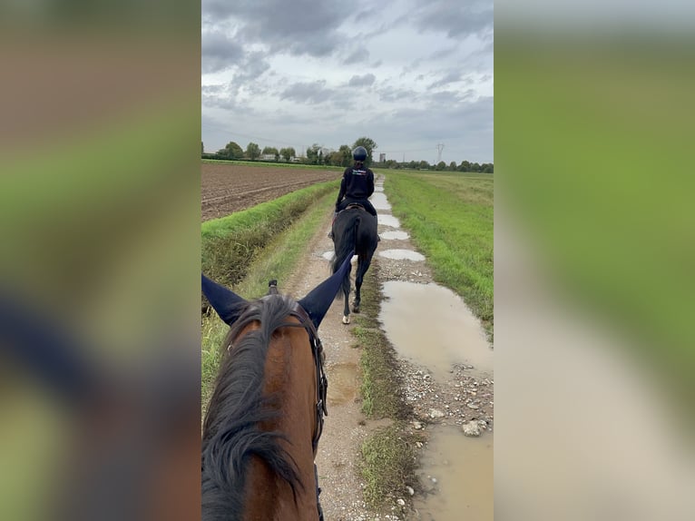 Otras razas Mestizo Caballo castrado 15 años 170 cm Castaño in Settala
