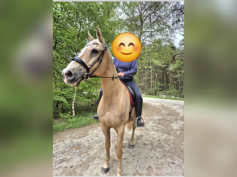 Otras razas Caballo castrado 15 años 174 cm Palomino in Bredebro