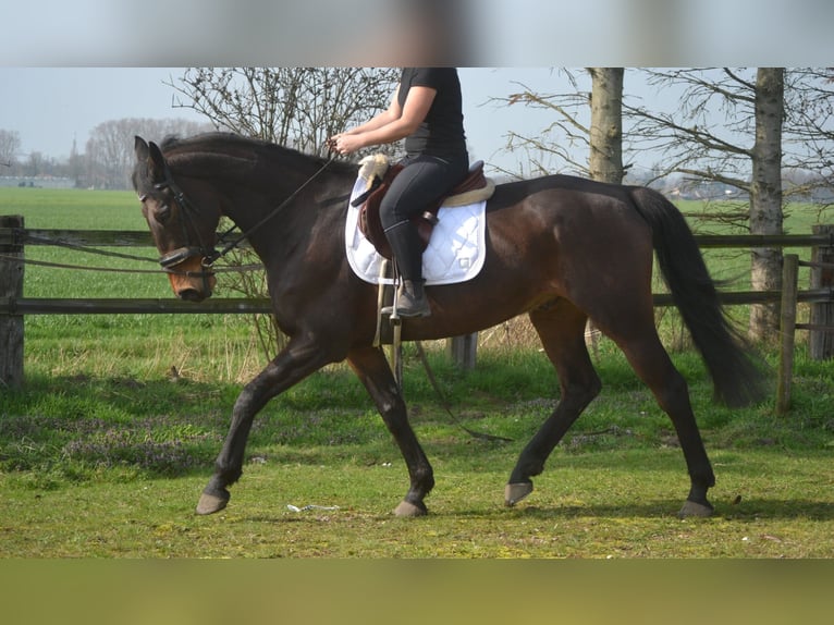 Otras razas Caballo castrado 15 años 175 cm Castaño in Breda