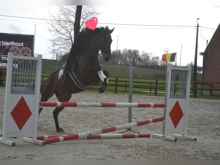 Otras razas Caballo castrado 15 años 175 cm Castaño in Breda