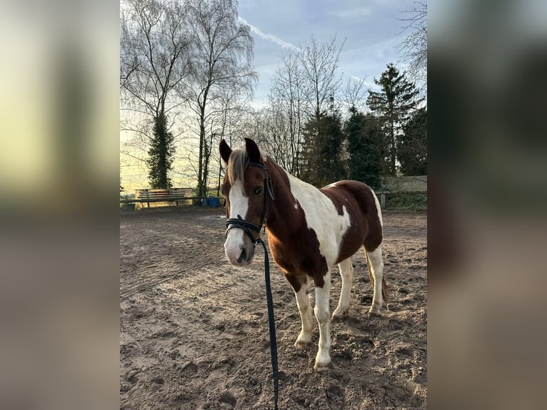 Otras razas Caballo castrado 16 años 135 cm Pío in Mettmann