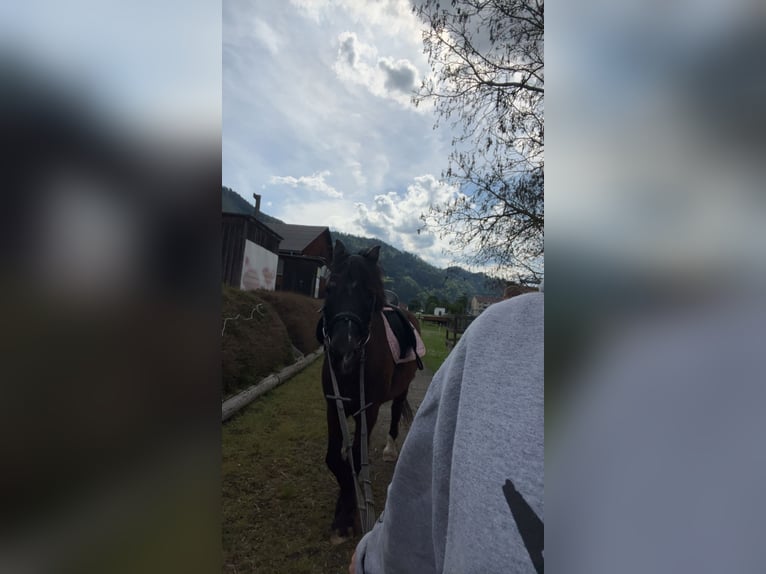 Otras razas Mestizo Caballo castrado 16 años 143 cm Morcillo in Leoben