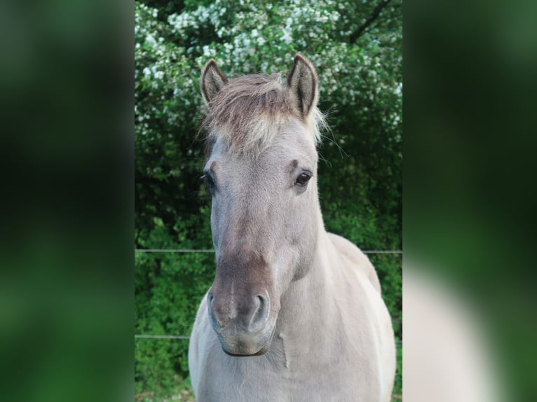 Otras razas Mestizo Caballo castrado 16 años 145 cm  in Herbstein