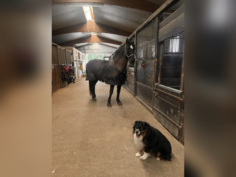 Otras razas Caballo castrado 16 años 154 cm Castaño in Aldenhoven