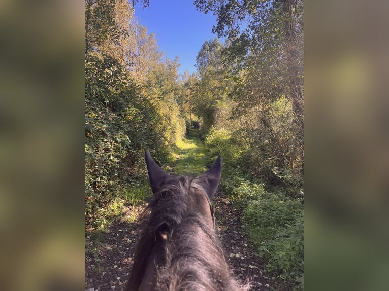 Otras razas Caballo castrado 16 años 154 cm Castaño in Aldenhoven