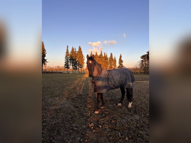 Otras razas Caballo castrado 16 años 154 cm Castaño in Aldenhoven