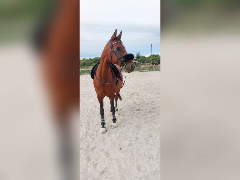 Otras razas Caballo castrado 16 años 155 cm Castaño in Aubagne