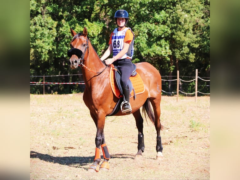 Otras razas Caballo castrado 16 años 155 cm Castaño in Aubagne