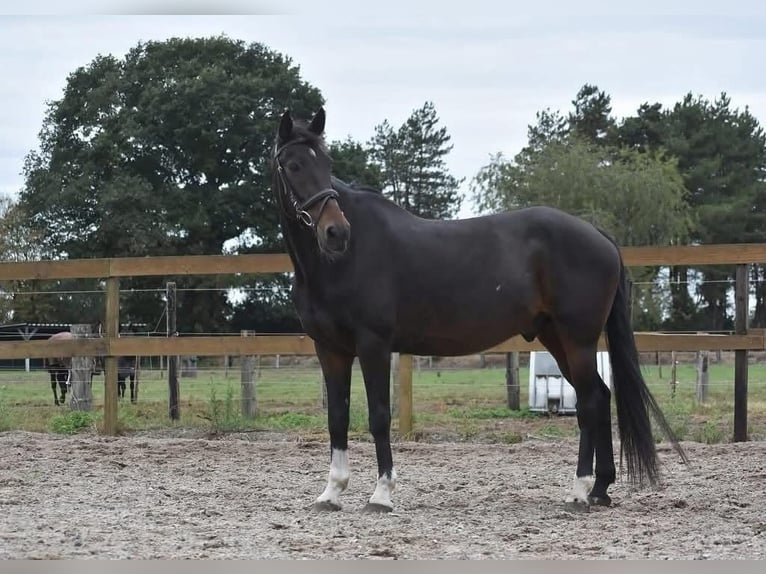 Otras razas Caballo castrado 16 años 156 cm Castaño oscuro in Achtmaal