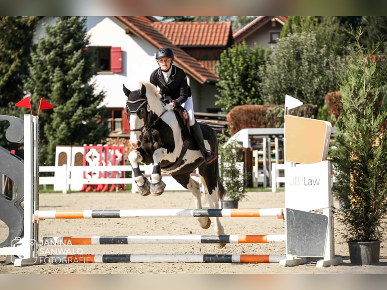 Otras razas Caballo castrado 16 años 156 cm Pío in Isny im Allg&#xE4;u