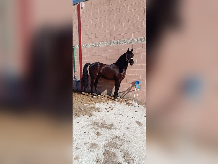 Otras razas Caballo castrado 16 años 157 cm Negro in Casa Nueva