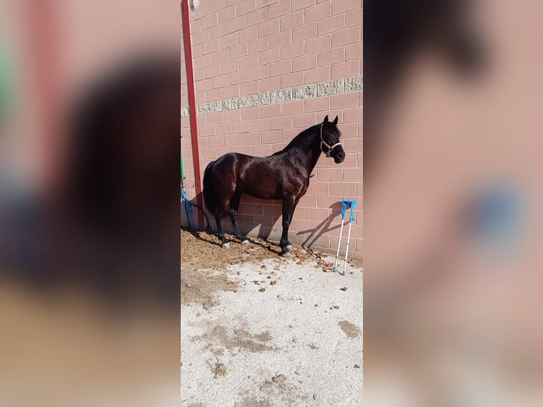 Otras razas Caballo castrado 16 años 157 cm Negro in Casa Nueva