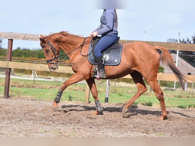 Otras razas Caballo castrado 16 años 160 cm Alazán in Achtmaal