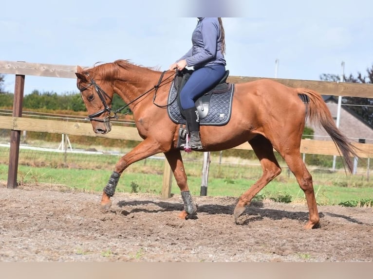 Otras razas Caballo castrado 16 años 160 cm Alazán in Achtmaal