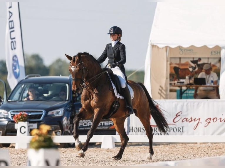 Otras razas Caballo castrado 16 años 171 cm Castaño oscuro in M&#xE4;rjamaa