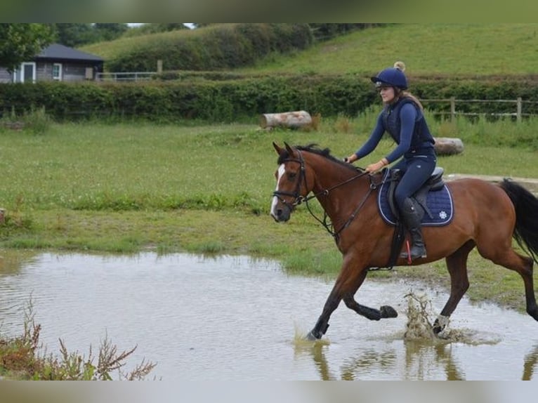 Otras razas Caballo castrado 16 años Castaño rojizo in Cork city northside