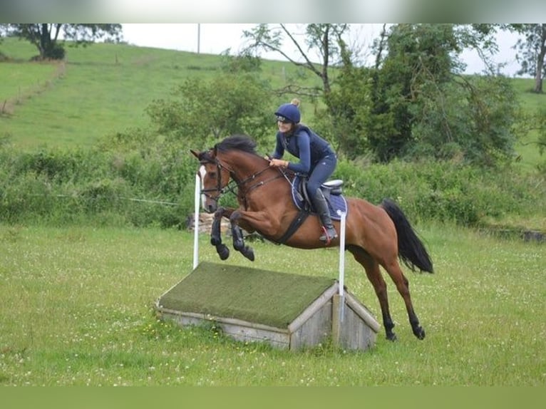 Otras razas Caballo castrado 16 años Castaño rojizo in Cork city northside