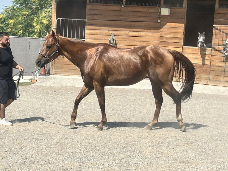 Otras razas Caballo castrado 16 años Cremello in Cairate