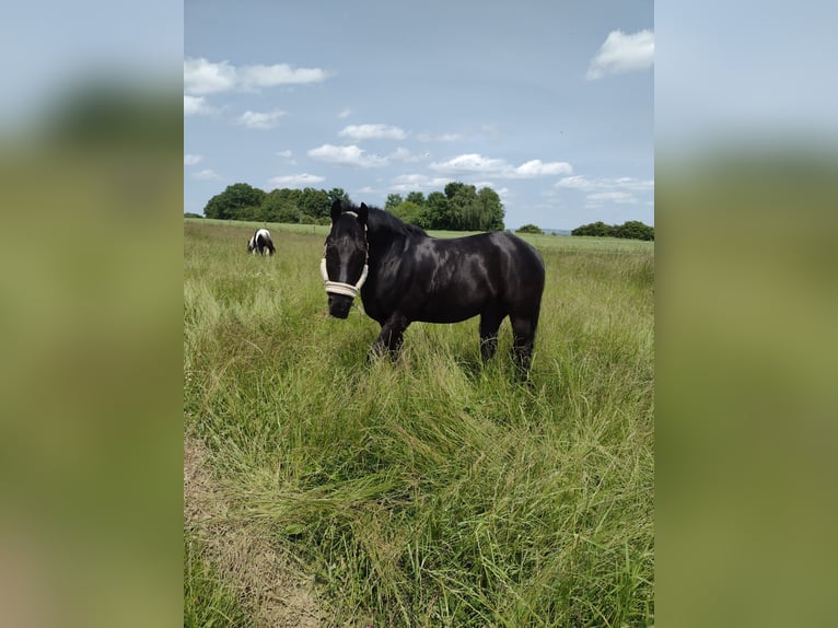 Otras razas Caballo castrado 17 años 145 cm in Elchingen