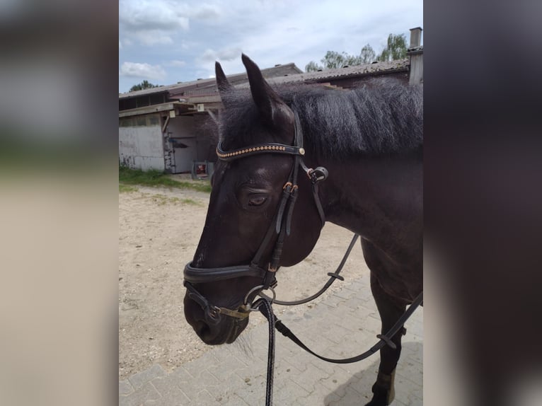 Otras razas Caballo castrado 17 años 145 cm in Elchingen