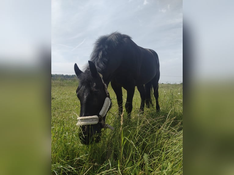 Otras razas Caballo castrado 17 años 145 cm in Elchingen